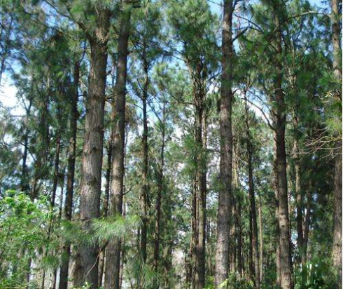 供应加勒比松苗和高脂松苗和玉林松树苗基地