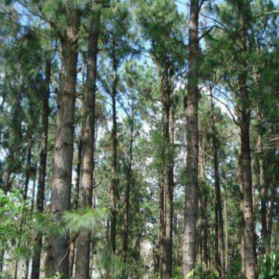 供应加勒比松苗和高脂松苗和玉林松树苗基地