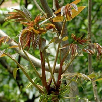 供应香椿苗和赤苍藤苗基地 广西蓝花楹苗厂家