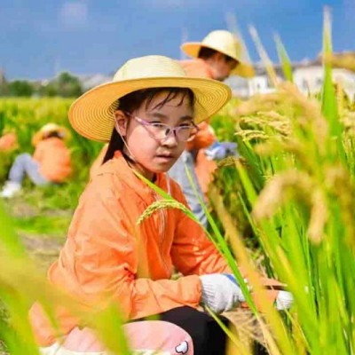 苏州三六六研学旅行户外拓展活动挖红薯割稻子探索体验课报名中